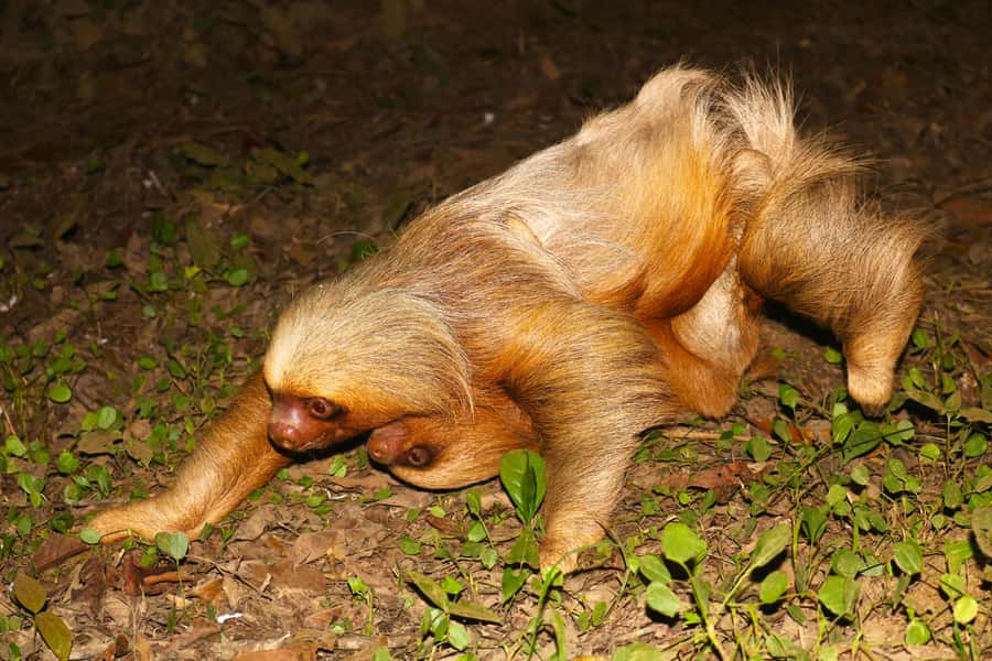 Puerto Maldonado: Jungle Night Tour with Sloths & Tarantulas - Group Size, Languages, and Who This Tour Is For