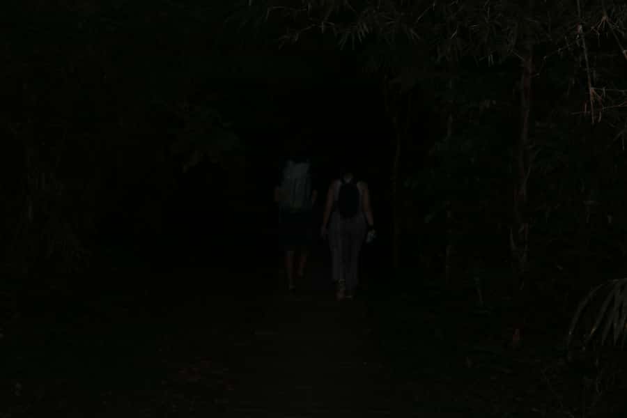Puerto Maldonado: Jungle Night Tour with Sloths & Tarantulas - Who Will Love This Tour Most