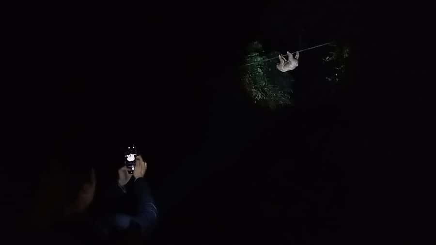 Puerto Maldonado: Jungle Night Tour with Sloths & Tarantulas - Should You Book This Puerto Maldonado Jungle Night Tour?