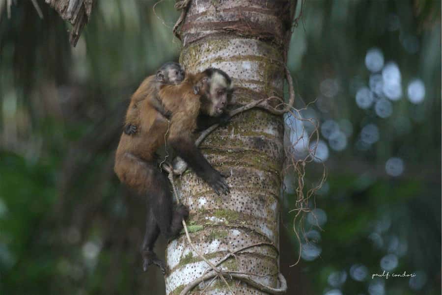Puerto Maldonado: Sandoval Lake 4-Day, 3-Night Guided Tour - Price and value: what $300 covers and what you should budget for