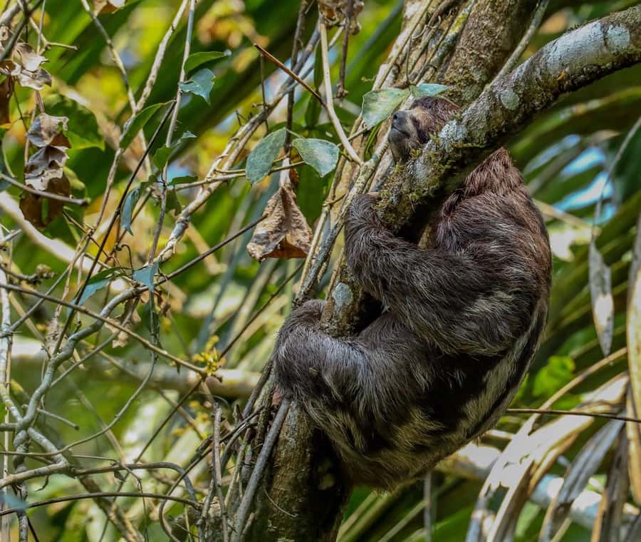 Puerto Maldonado: Sandoval Lake Full-Day Trip with Canoeing - Key points before you go