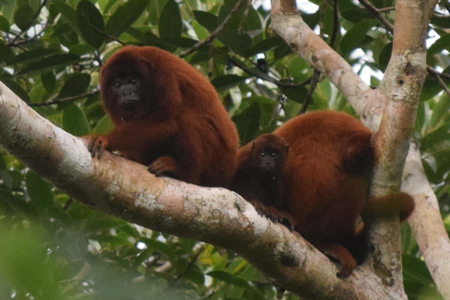 Puerto Maldonado: Sandoval Lake Full-Day Trip with Canoeing - Sandoval Lake and Tambopata: what you’re really paying for