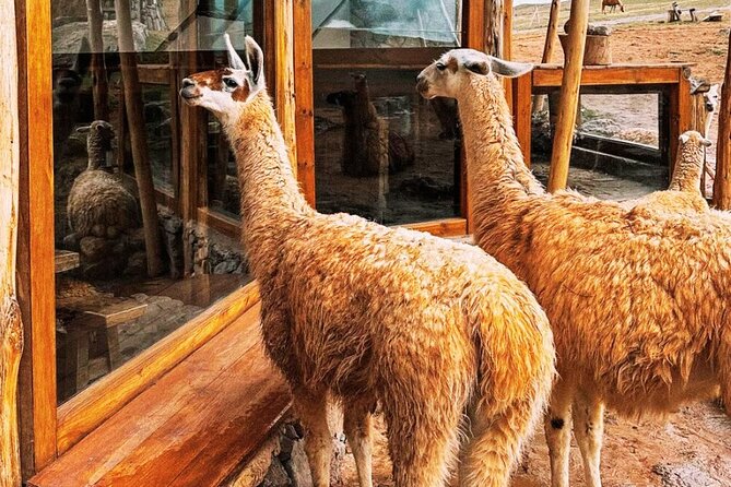 Quad bikes in Moray and Salineras and Picnic with llamas - Sacred Valley Pickup and ATV Basics at Cruzpata