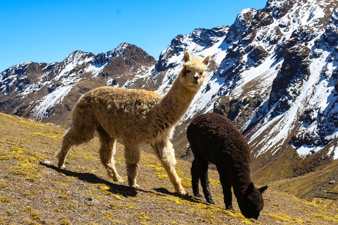 Rainbow Mountain in Cusco Full Day Tour - Leaving Cusco at 4:30am, What That Buys You