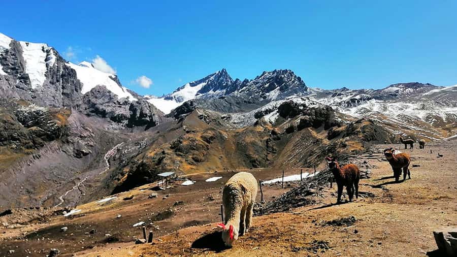 Rainbow Mountain tour and Machu Picchu tour by train - What the Small Group Really Changes on This Route
