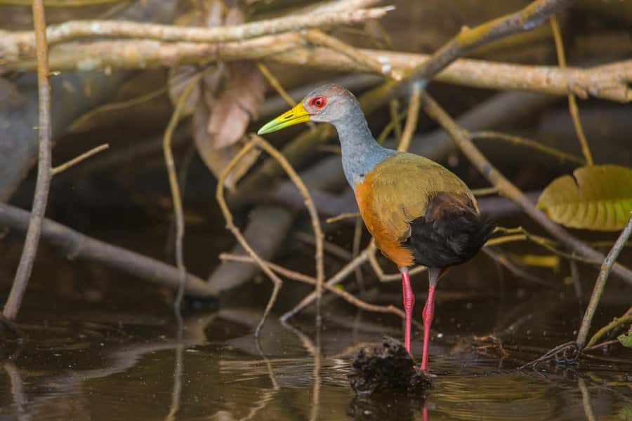 Sandoval Lake & Parrot Clay lick 3 Days/2 Nights - Where this Tambopata adventure fits in Peru