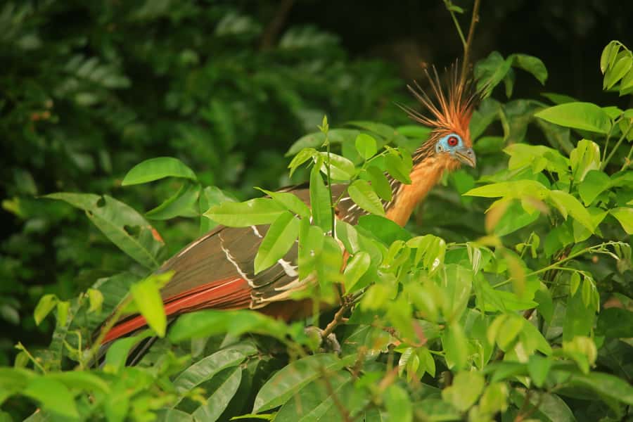 Sandoval Lake & Parrot Clay lick 3 Days/2 Nights - Day 1: Monkey Island across the Madre de Dios River