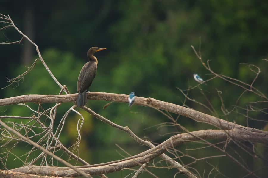 Sandoval Lake & Parrot Clay lick 3 Days/2 Nights - MonteAmazonico Lodge, river transfers, and the reality of “simple”