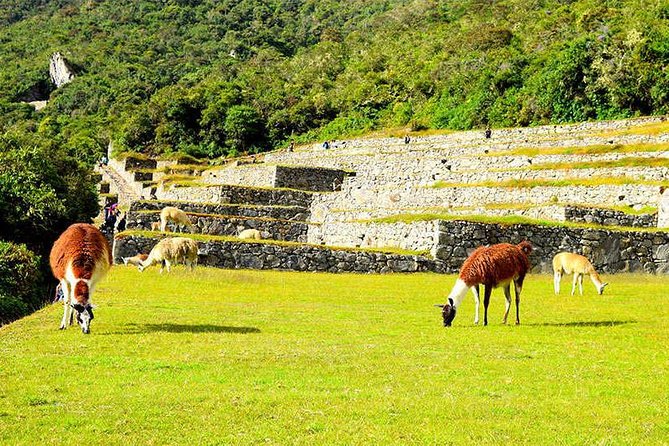 Small Group: 4-Day Inca Trail Trek to Machu Picchu - Day 3 Runkurakay, Sayacmarca, cloud forest, and the road toward Wiñayhuayna