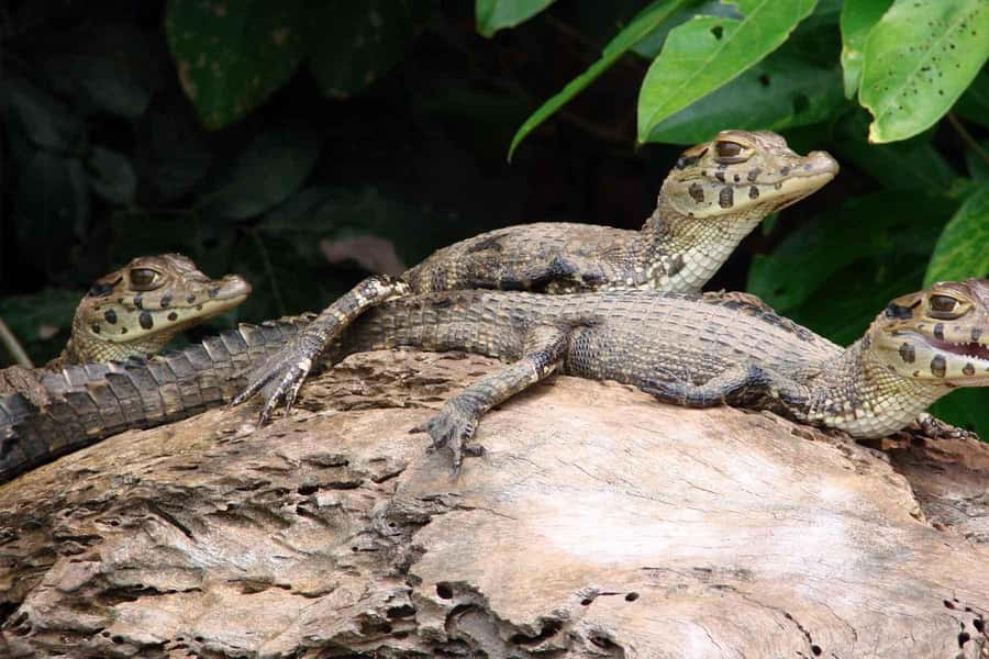 Tambopata: Lake Sandoval Canoeing with Lunch - FAQ