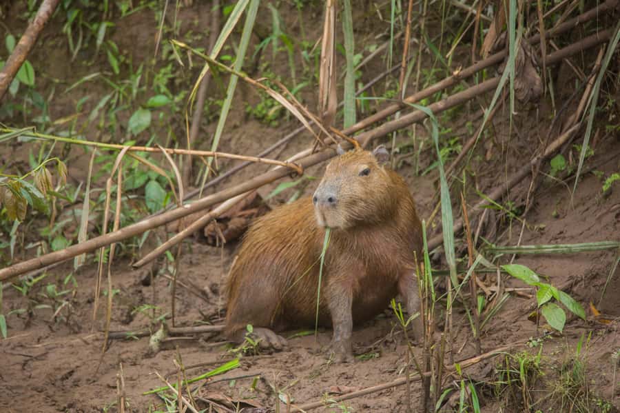 Tambopata Macaw Clay Lick 4 days/3 nights - Cusco to Tambopata River: the ride is part of the story
