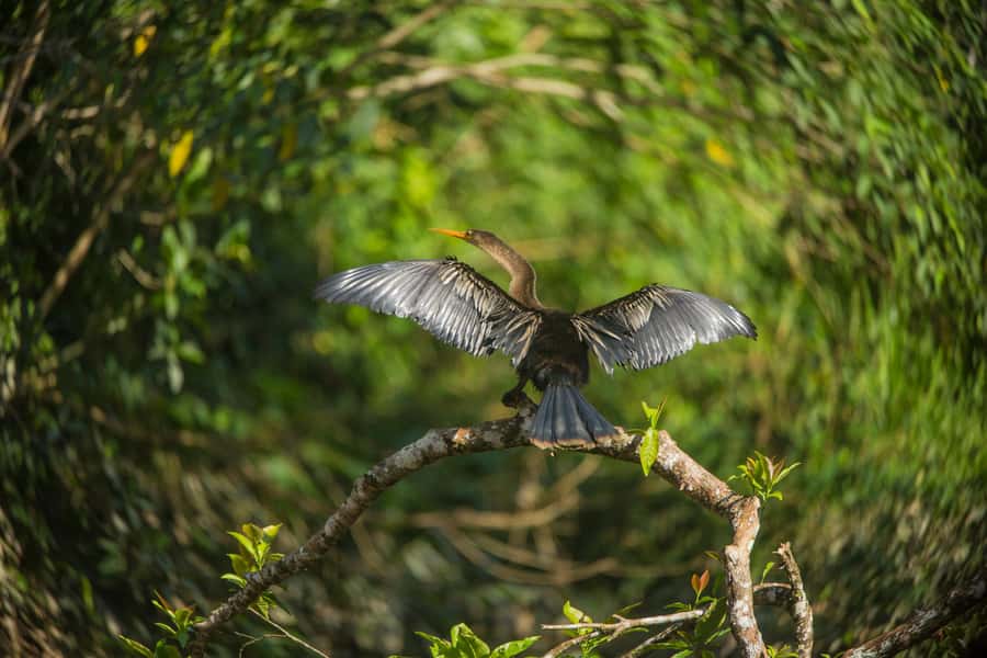 Tambopata Macaw Clay Lick 4 days/3 nights - Day 2 at the CHUNCHO clay lick: the animal show everyone talks about