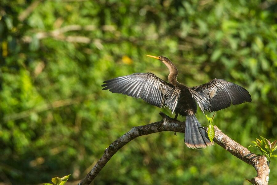 Tambopata Macaw Clay Lick 4 days/3 nights - Wildlife is the main reason, but the guiding style is the real difference