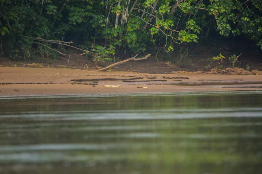 Tambopata Macaw Clay Lick 4 days/3 nights - Day 1 at Hacienda Tambopata: arrive, eat, then walk the rainforest