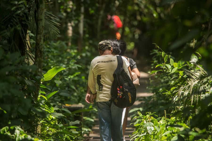 Tambopata Macaw Clay Lick 5 days/4 nights - Day 1 intro walk and botanical garden: a gentle start before the big wildlife morning