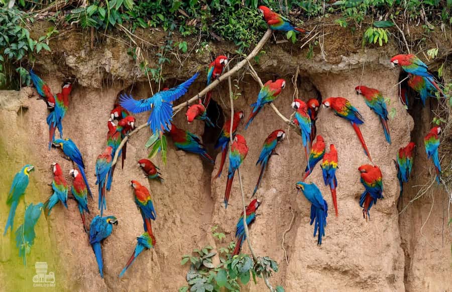 Tambopata Macaw Clay Lick 5 days/4 nights - Kayaking the Tambopata River: the calm cousin of the jungle wake-up
