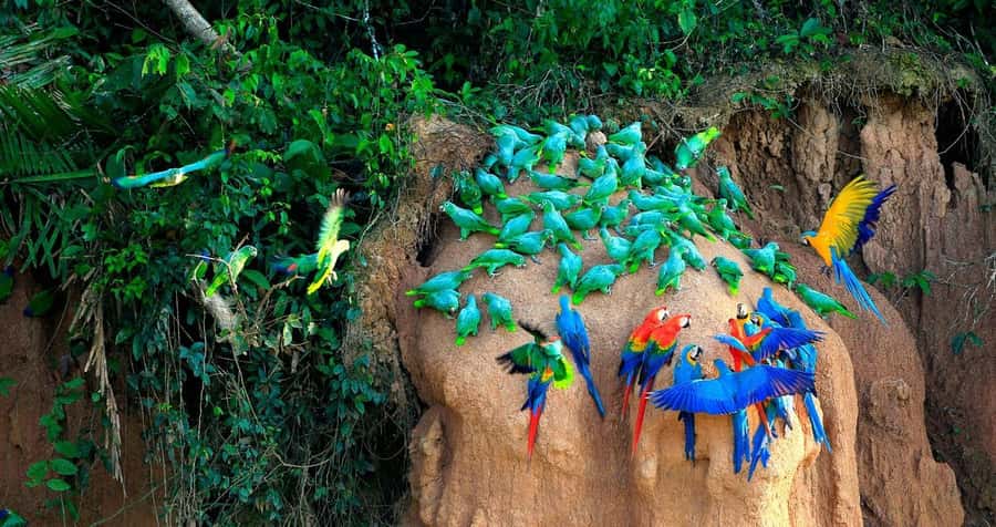 Tambopata Macaw Clay Lick 5 days/4 nights - Lake Sandoval birding walk: the oxbow lake experience