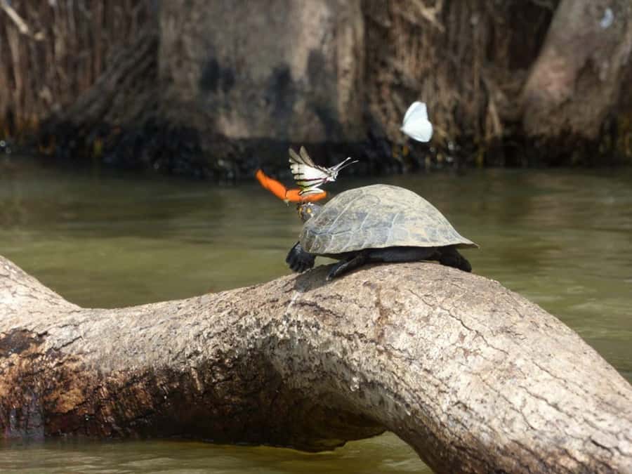 Tambopata: Multi-Day Amazon Rainforest Tour with Local Guide - Quick take: what you will notice most