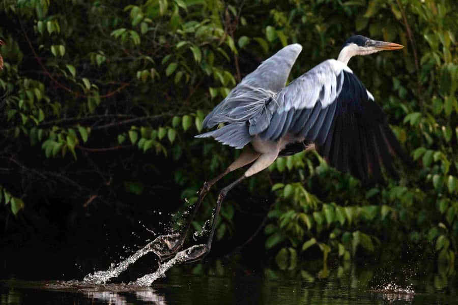 Tambopata: Multi-Day Amazon Rainforest Tour with Local Guide - Where Tambopata fits in your Peru trip