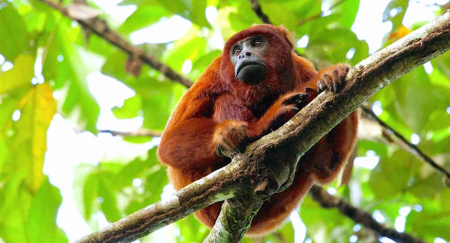 Tambopata: Multi-Day Amazon Rainforest Tour with Local Guide - Day 2: hike toward Sandoval Lake and a wildlife-focused lake day