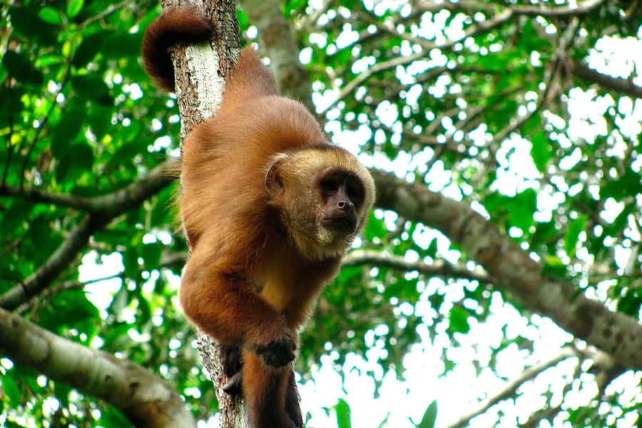 Tambopata: Multi-Day Amazon Rainforest Tour with Local Guide - Day 3: a native family visit, then rustic fishing on the Madre de Dios