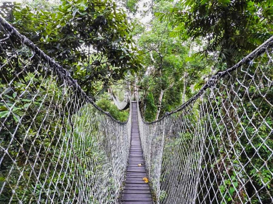 Tambopata: Multi-Day Amazon Rainforest Tour with Local Guide - Wildlife and safety: what feels solid and what deserves attention