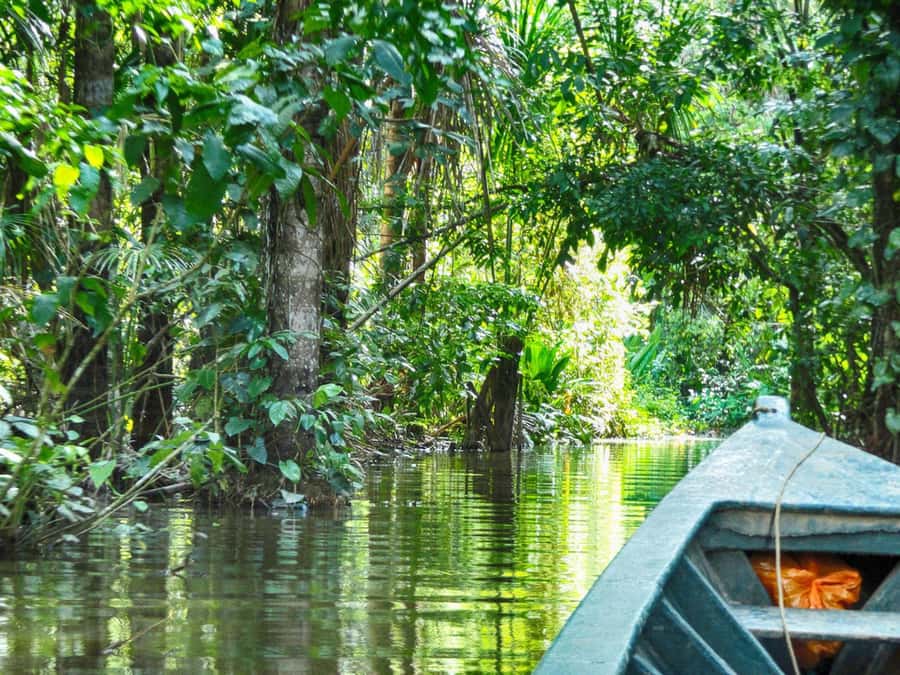 Tambopata: Multi-Day Amazon Rainforest Tour with Local Guide - Price of $387: good value when you price it like a local