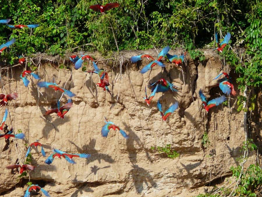 Tambopata National Reserve Tour 3 Days - Tambopata in 3 days: what this trip does well