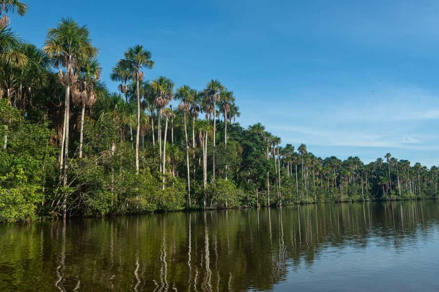Tambopata National Reserve Tour 3 Days - Who should book this Tambopata 3-day tour?