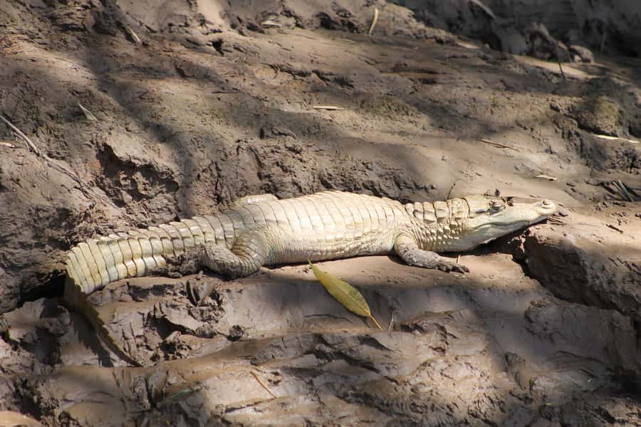 Tambopata Peruvian Amazon Jungle for Three Days/Two Nights - Madre de Dios River Boat Time, Caimans Up Close Without the Drama
