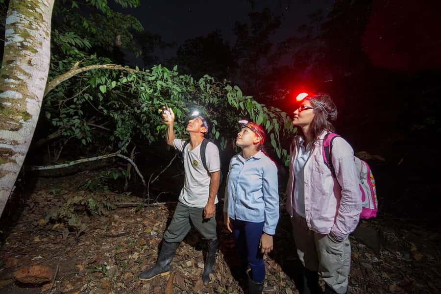 Tambopata Rainforest Night Walk & River Exploration - The flashlight trail: tarantulas, spiders, lizards, giant ants, and nighttime frogs
