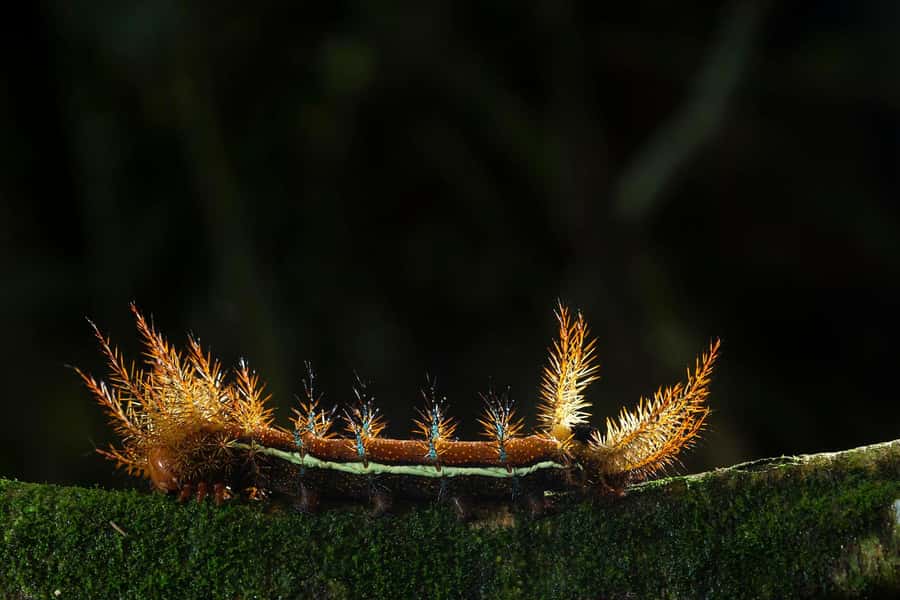 Tambopata Rainforest Night Walk & River Exploration - How rain and timing can shift your wildlife odds