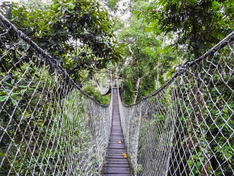 Tambopata: Zipline Adventure & Kayak to Monkey Island - Kayak to Monkey Island for Capuchin Close Encounters