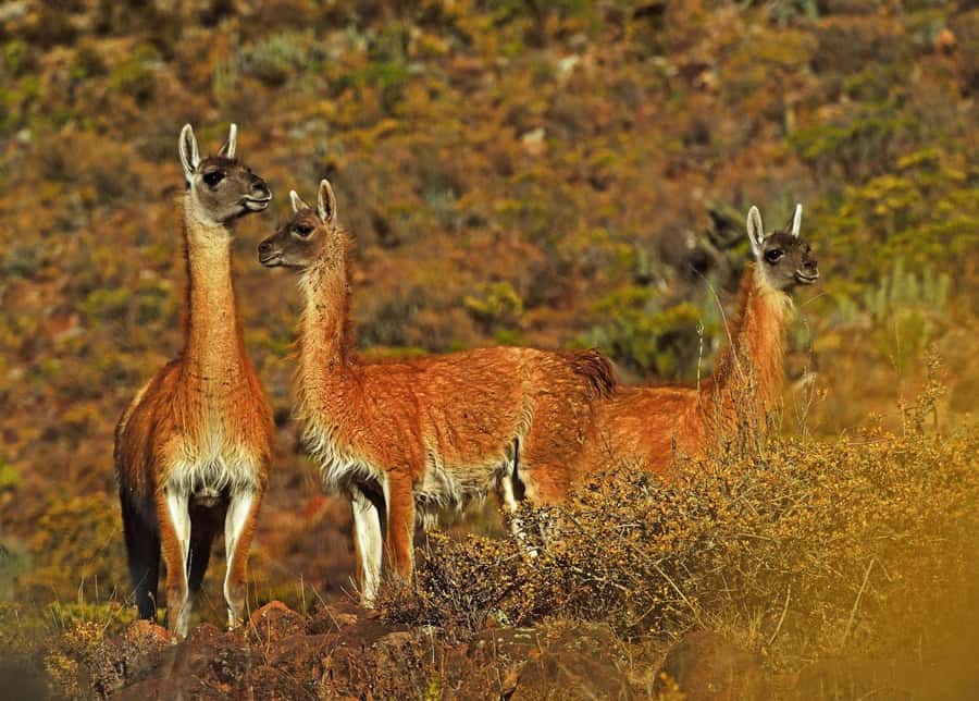 Tour Fullday Colca Canyon with Breakfast and Typical Lunch - Chacapi thermal baths: the optional break that feels like a reward