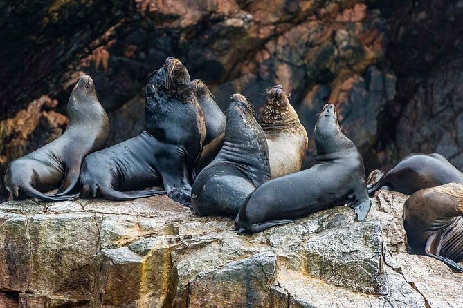 Ultimate Comfort: Lima to Huacachina, Ballestas and Vineyard - Ballestas Islands at 8:00 am: sea lions, seabirds, and cold spray