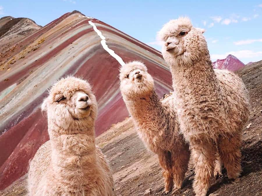 Vinicunca Mountain Tour - Full Day Tour to Rainbow Mountain - What to bring: small choices that prevent big headaches