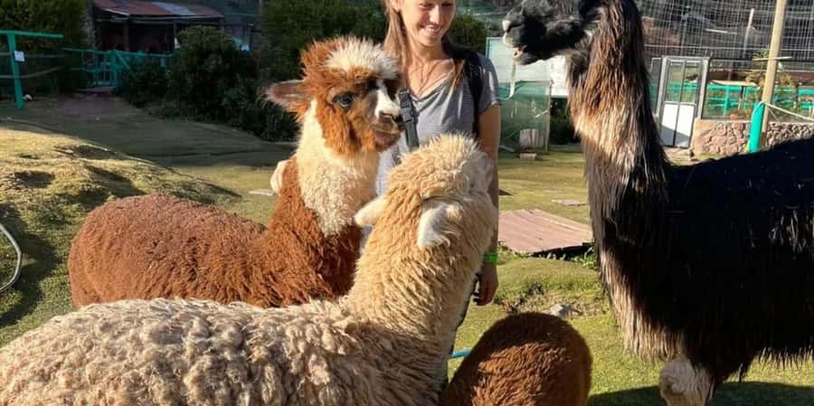 Visit to the Cochahuasi Animal Sanctuary with rescued animal - Key things to know before you go