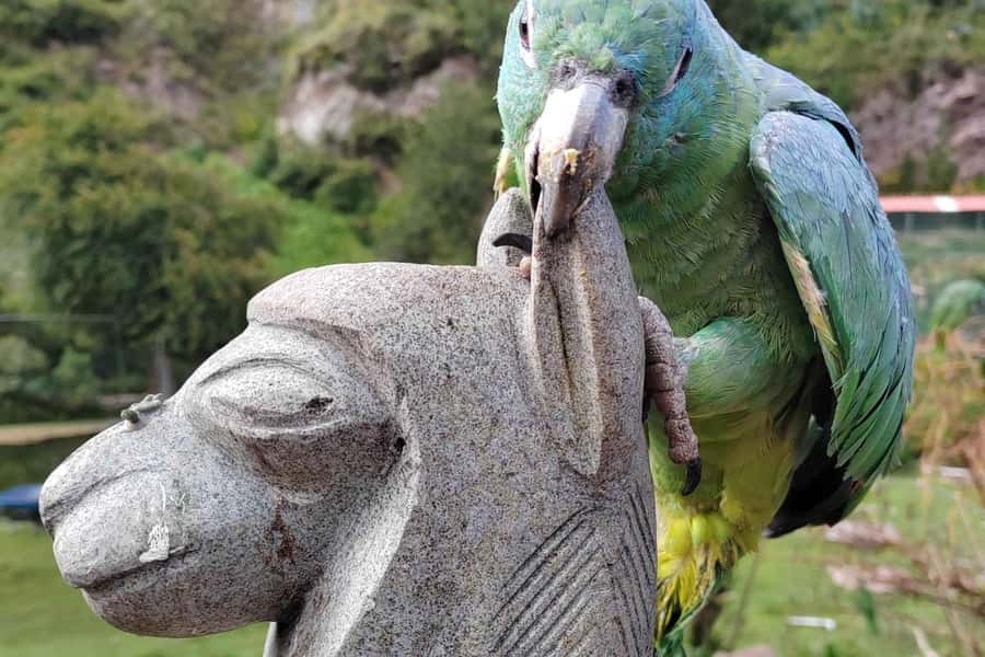 Visit to the Cochahuasi Animal Sanctuary with rescued animal - Cusco pickup and the 30-minute ride to the sanctuary
