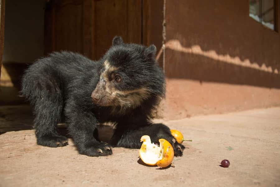 Visit to the Cochahuasi Animal Sanctuary with rescued animal - VIP animal houses: where education becomes more than a slogan
