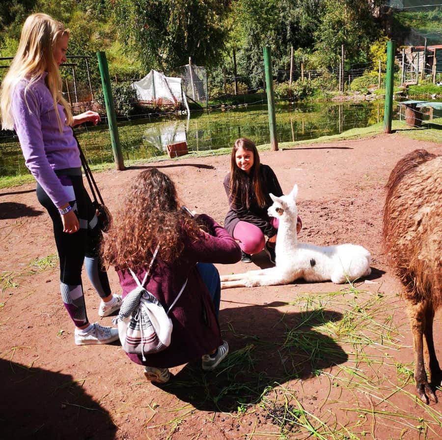Visit to the Cochahuasi Animal Sanctuary with rescued animal - Crafts and products stop: what it is, and how to use it wisely