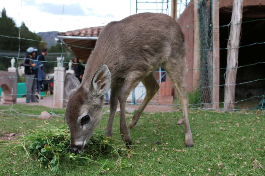 Visit to the Cochahuasi Animal Sanctuary with rescued animal - Who this sanctuary visit suits best (and who might skip)
