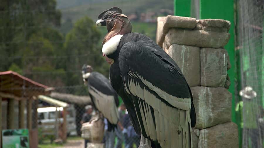 Visit to the Cochahuasi Animal Sanctuary with rescued animal - What you’ll see: rescued species from Peru’s mountains to coastal jungle