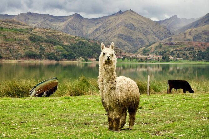 Wonderful Cusco 5-Day Tour with Entrance to Machupicchu - Who this 5-day Machu Picchu combo fits best